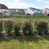 Pflanzungen